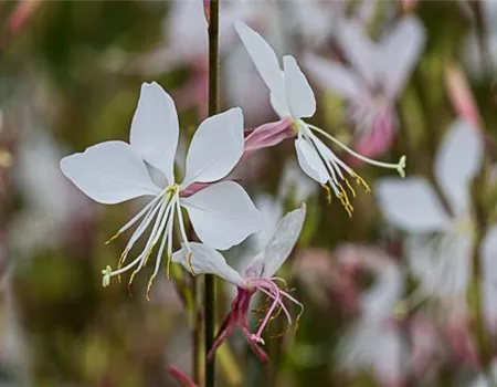 Gaura lindheimerii 'Elurra'