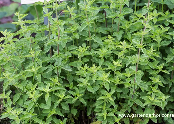 Origanum vulgare Origanum vulgare