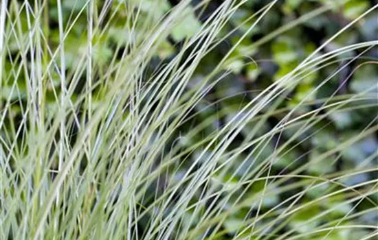 Garten-Chinaschilf 'Gracillimus' Garten-Chinaschilf 'Gracillimus'