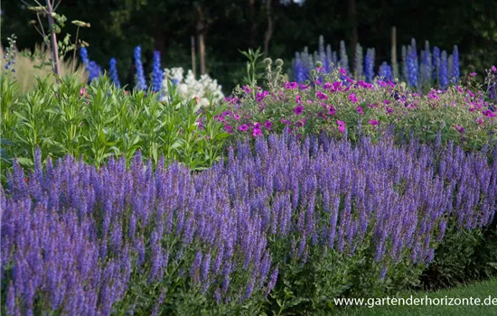 Garten-Blüten-Salbei 'Blauhügel' Garten-Blüten-Salbei 'Blauhügel'