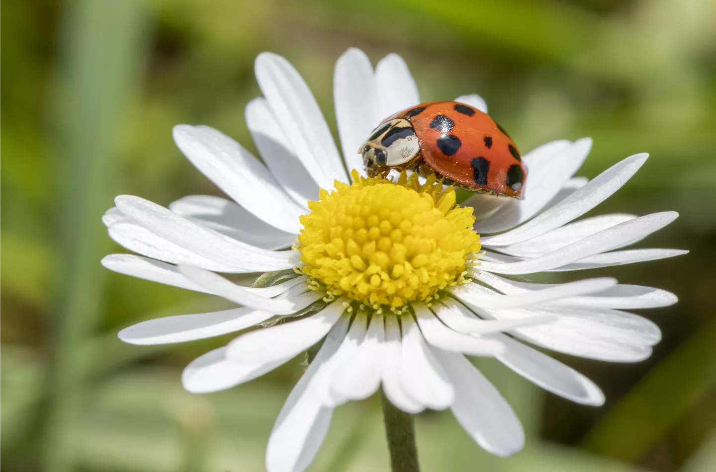 Marienkäfer sind beliebte Nützlinge im Garten