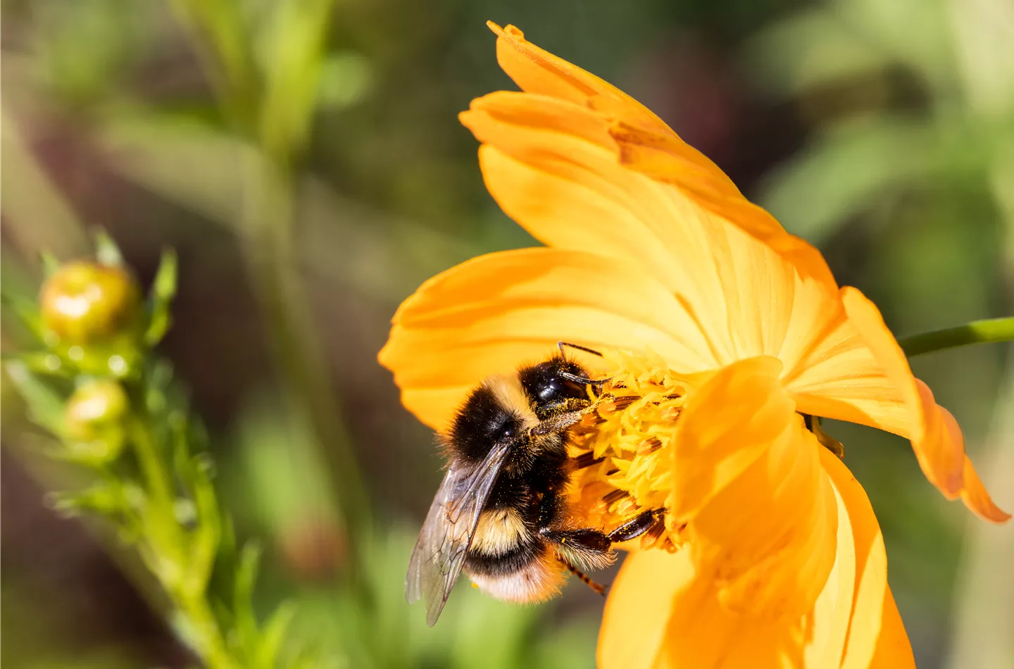 Hummeln sind süße Nützlinge im Garten
