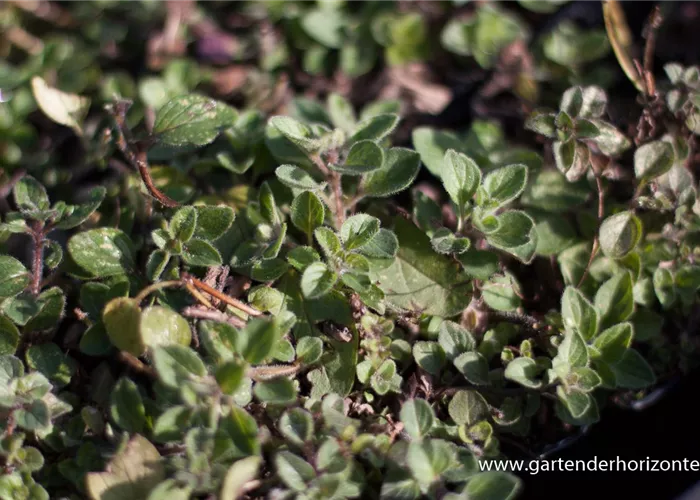 Origanum vulgare ssp.hirtum Origanum vulgare ssp.hirtum
