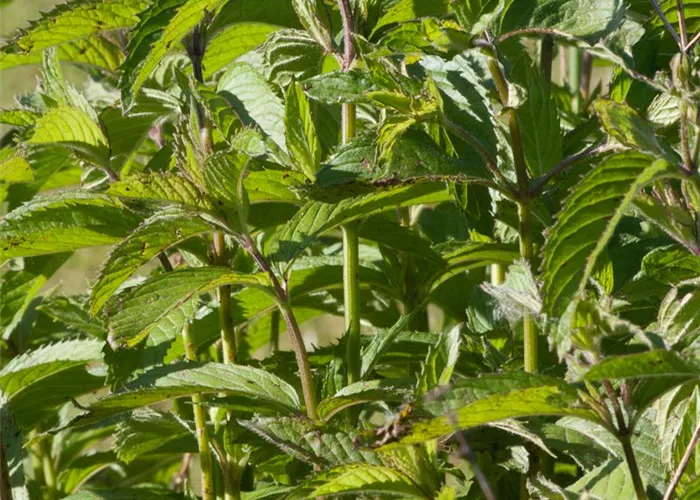 Schweizerische Garten-Minze