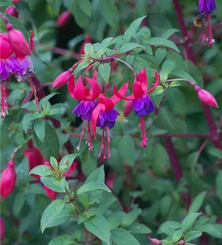Fuchsie Fuchsie