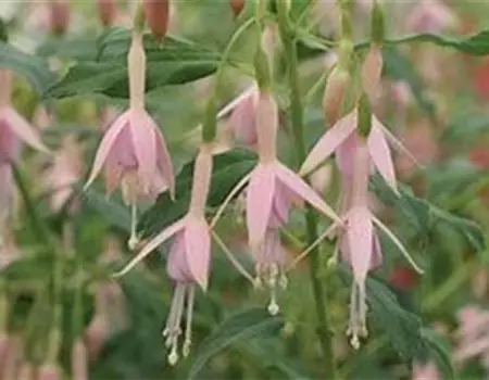 Fuchsie
