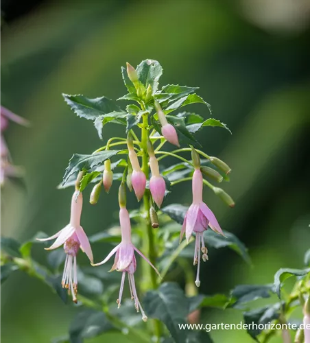 Fuchsie Fuchsie