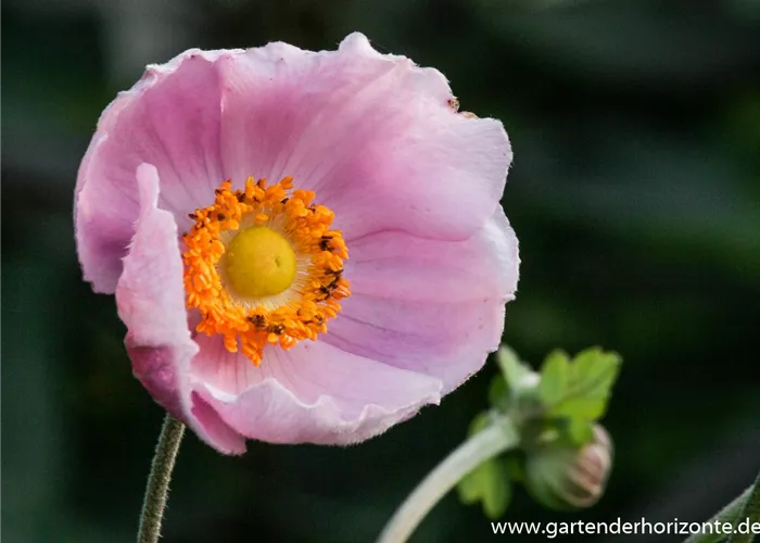 Garten-Herbst-Anemone 'September Charm'
