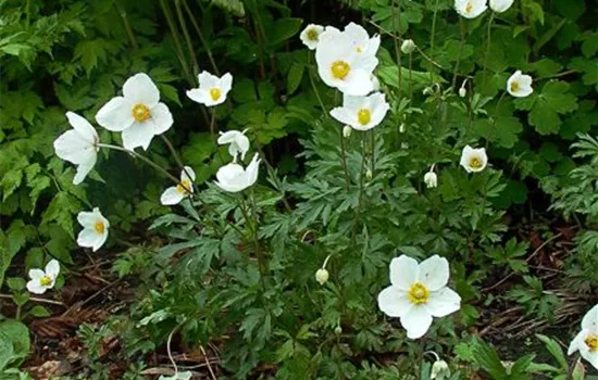 Wald-Windröschen Wald-Windröschen