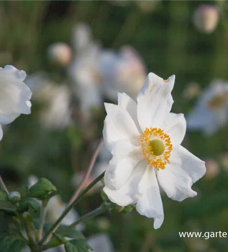 Garten-Herbst-Anemone 'Honorine Jobert' Garten-Herbst-Anemone 'Honorine Jobert'