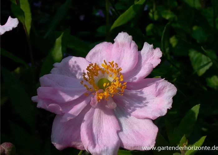 Garten-Herbst-Anemone 'Königin Charlotte'