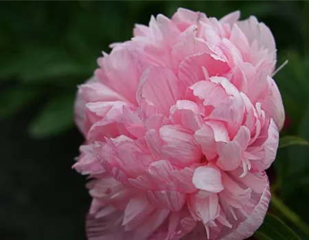 Bauerngarten-Pfingstrose 'Rosea Plena'