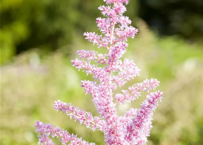 Arends Garten-Prachtspiere 'Cattleya'