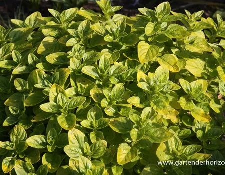 Origanum vulgare 'Thumbles'