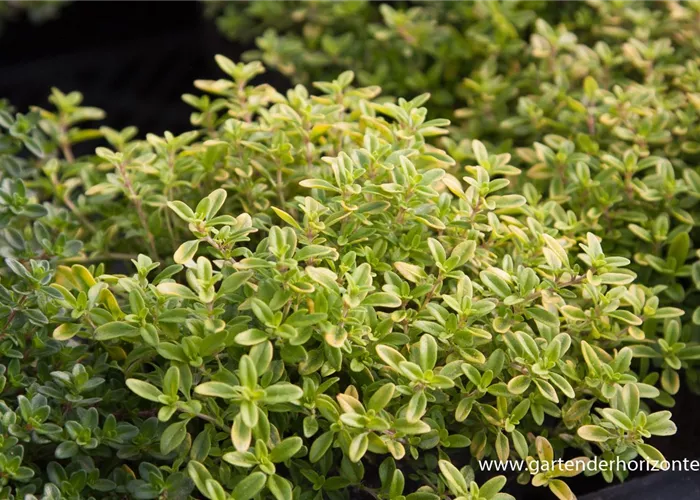 Garten-Thymian 'Golden Dwarf'