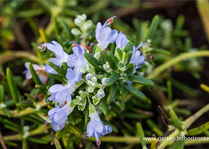 Hängender Rosmarin