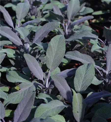 Salvia officinalis 'Purple Beauty' Salvia officinalis 'Purple Beauty'