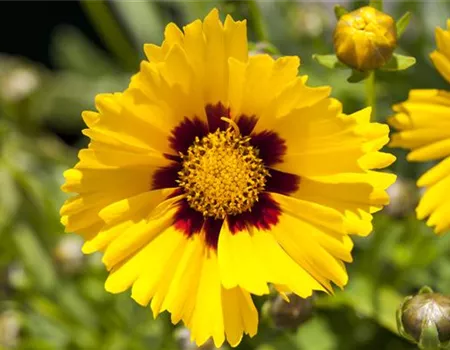 Coreopsis grandiflora 'Sonnenkind'