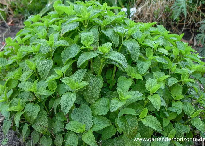 Zitronen-Melisse Zitronen-Melisse