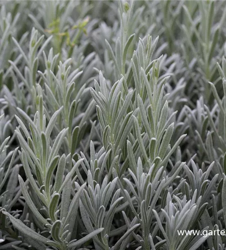 Echter Lavendel 'Silver Mist' Echter Lavendel 'Silver Mist'