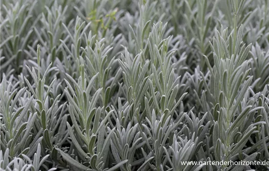 Echter Lavendel 'Silver Mist' Echter Lavendel 'Silver Mist'