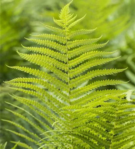 Polystichum aculeatum Polystichum aculeatum