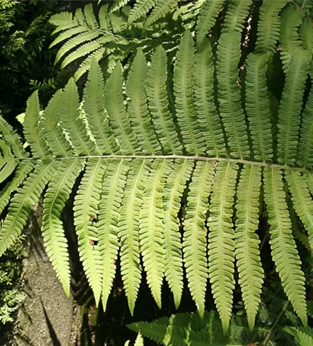 Asiatischer Straußenfarn Asiatischer Straußenfarn