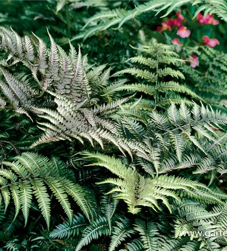 Athyrium niponicum 'Metallicum' Athyrium niponicum 'Metallicum'