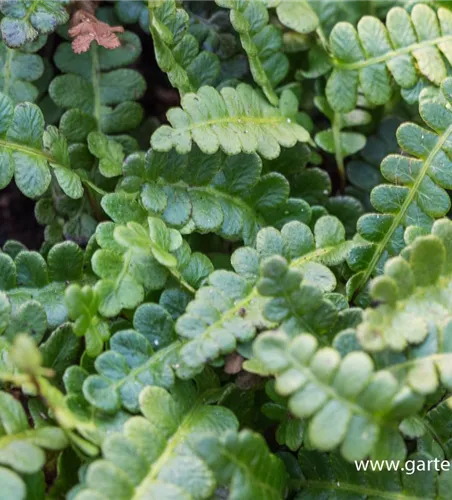 Blechnum penna-marina Blechnum penna-marina