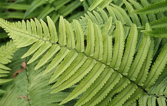 Elefantenrüsselfarn Elefantenrüsselfarn