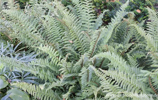 Goldschuppenfarn Goldschuppenfarn