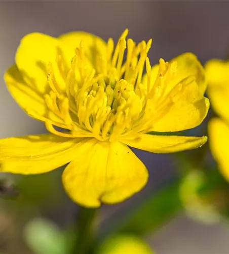 Caltha palustris Caltha palustris