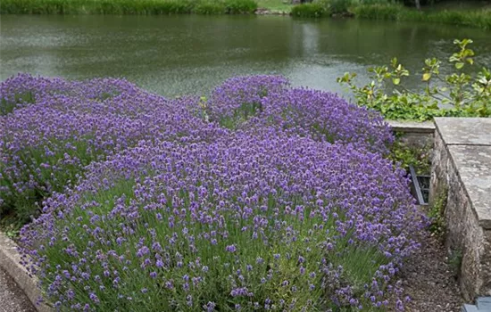 Lavendel Lavendel