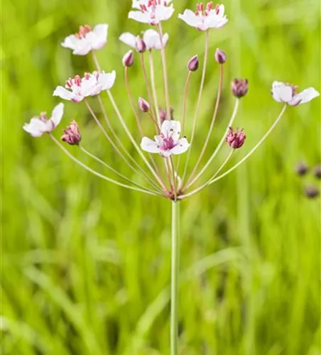 Butomus umbellatus Butomus umbellatus