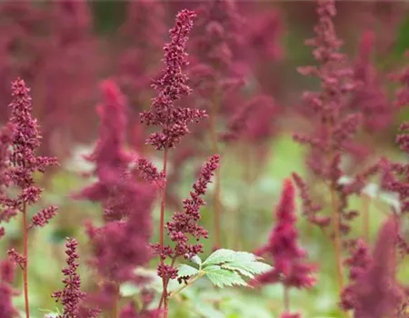 Arends Garten-Prachtspiere 'Fanal'