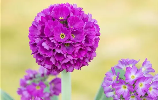 Kugelige Garten-Schlüsselblume 'Rubin' Kugelige Garten-Schlüsselblume 'Rubin'