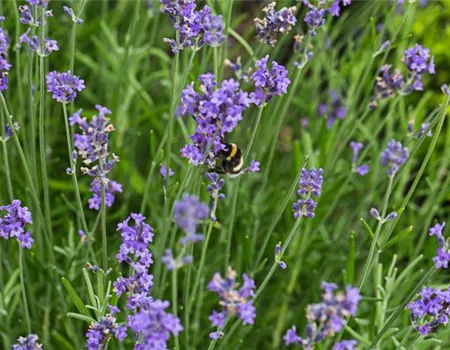 Lavandula angustif.'Blue Scent Early' -R-