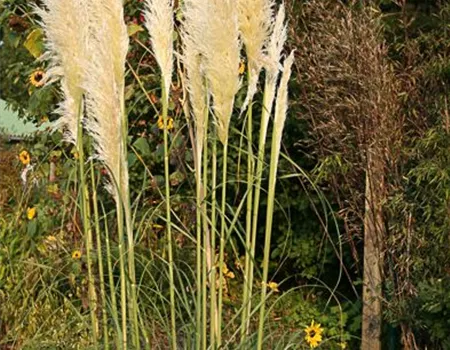 Cortaderia selloana 'Weiße Feder'