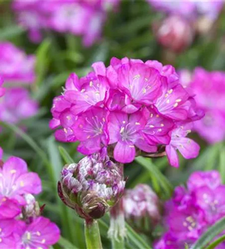 Garten-Grasnelke 'Splendens' Garten-Grasnelke 'Splendens'