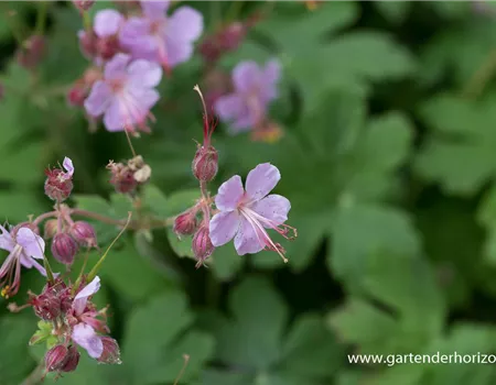 Geranium macrorrhizum 'Ingwersen'