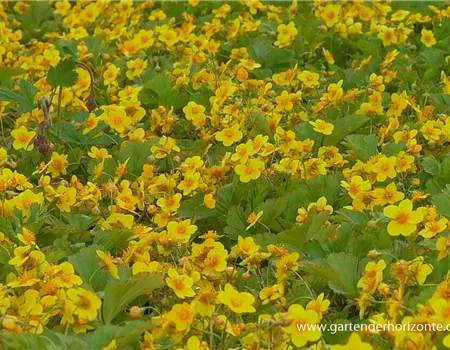 Dreiblättrige Waldsteinie