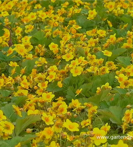 Dreiblättrige Waldsteinie Dreiblättrige Waldsteinie