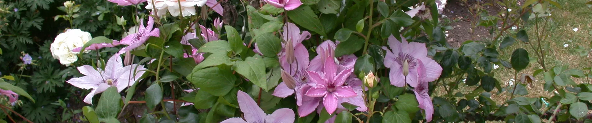 Beetrose und Clematis