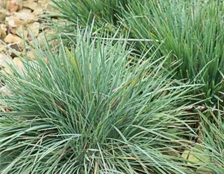Blaugraues Schillergras