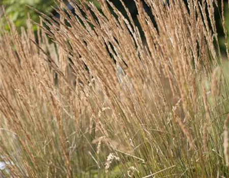 Calamagrostis x acutiflora 'Avalanche'