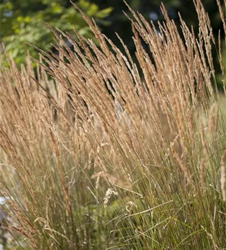 Calamagrostis x acutiflora 'Karl Foerster' Calamagrostis x acutiflora 'Karl Foerster'