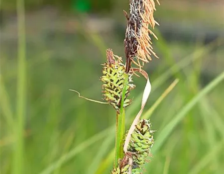 Carex acutiformis