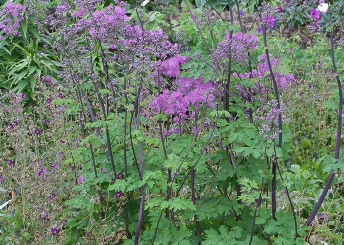 Akeleiblättrige Wiesenraute 'Black Stockings'