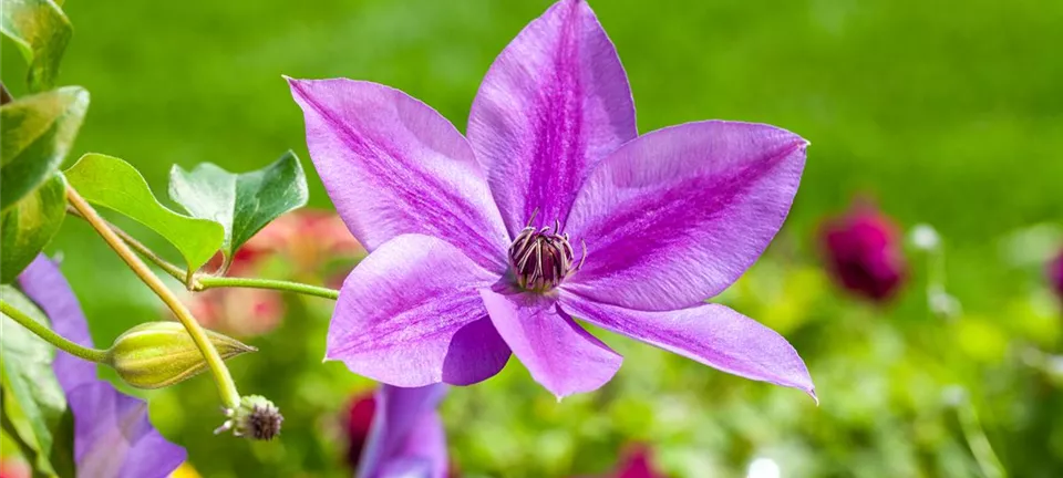 Clematis und Rosen