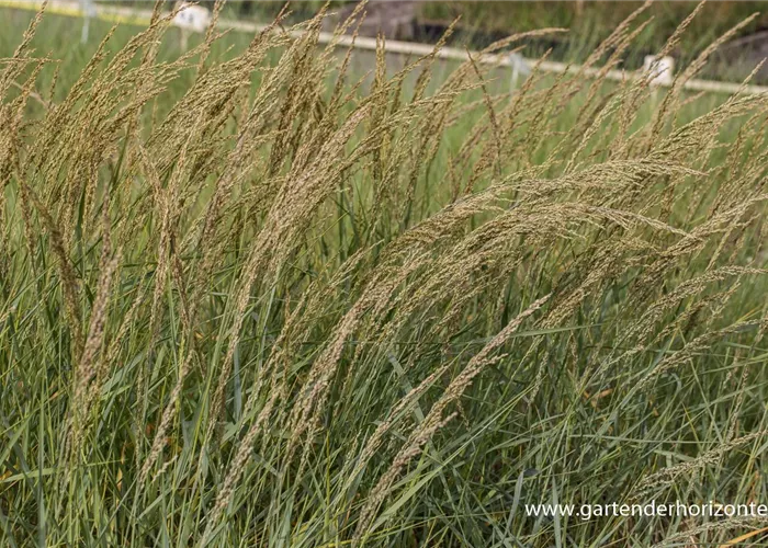 Amerikanischer Strandhafer